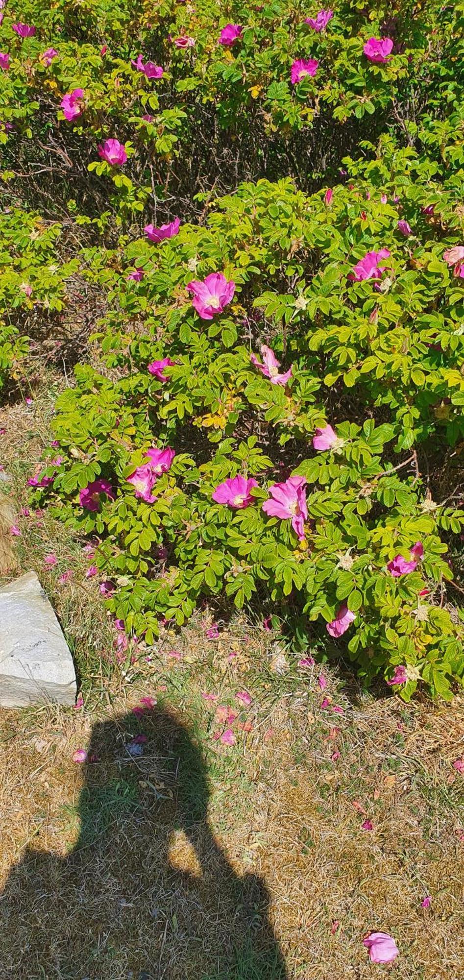 Windalens Pa Oesterlen Tomelilla Dış mekan fotoğraf