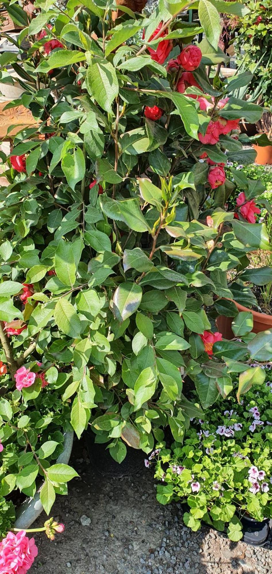 Windalens Pa Oesterlen Tomelilla Dış mekan fotoğraf